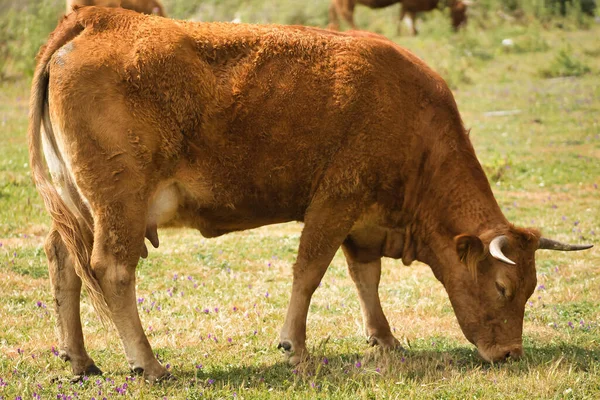 Yeşil bir çayırda otlayan Galiçyalı sarışın inek. Bilimsel adı Bos Taurus Taurus..