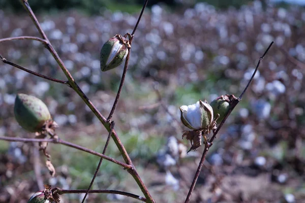 Szczegóły Uprawy Bawełny Organicznej Zaczynają Kwitnąć Zrównoważonym Polu Nazwa Naukowa — Zdjęcie stockowe