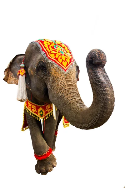 Elefantenrüssel Elefant Hat Schöne Und Große Isoliert Auf Weißem Hintergrund Stockbild