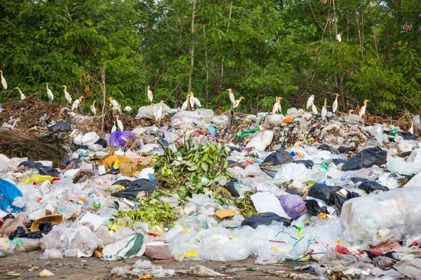 Futtersuche Vögel Müllhaufen Müllkippe Oder Deponie Und Baumbestand Bagger Und — Stockfoto