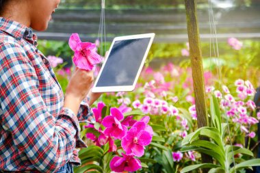 Yabancı ülkelere ihraç etmek için orkide çiftliği yapan genç bir kadın. Elinde bir tablet var. Müşterilerin siparişlerine bak..