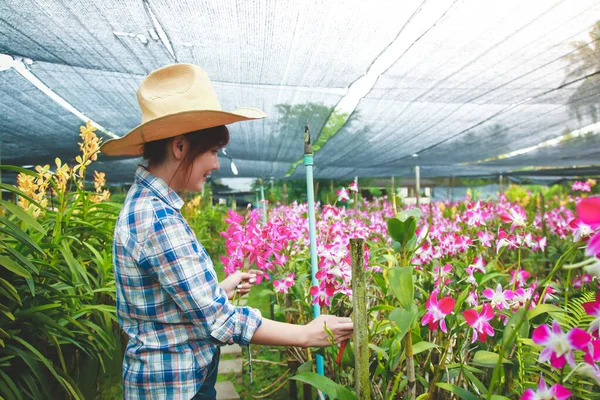 Mujeres Asiáticas Con Camisas Cuadros Manga Larga Propietario Orchid Garden —  Fotos de Stock