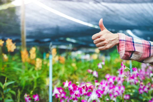 Mano Del Granjero Hizo Jardín Orquídeas Para Enviar Pulgar Hacia —  Fotos de Stock