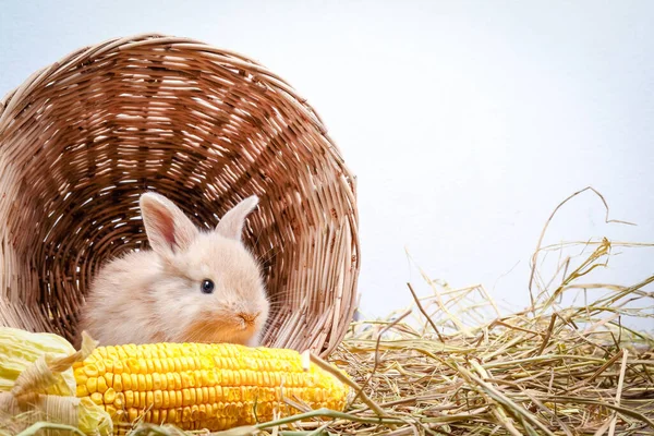 Två Små Kaniner Gömde Sig Träkorg Och Majs Som Gusto — Stockfoto