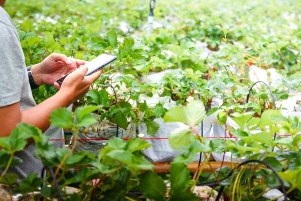 Jonge Tuiniers Werken Met Mobiele Telefoons Aardbeiboomgaarden Concept Voor Kleine — Stockfoto