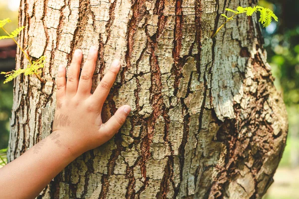 男孩的手触摸着那棵大树 爱大自然吧 — 图库照片