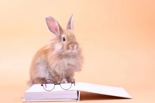 Gözlüklü beyaz bir kitabın üzerinde oturan sevimli tavşan. Paskalya tatili