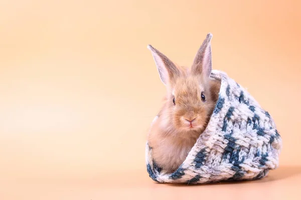 Carino Coniglietto Soffice Pelliccia Nascosto Cappello Maglia Morbido Sfondo Arancione — Foto Stock