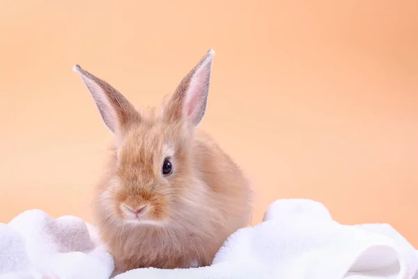 Söt Liten Kanin Vit Duk Filt Orange Bakgrund — Stockfoto