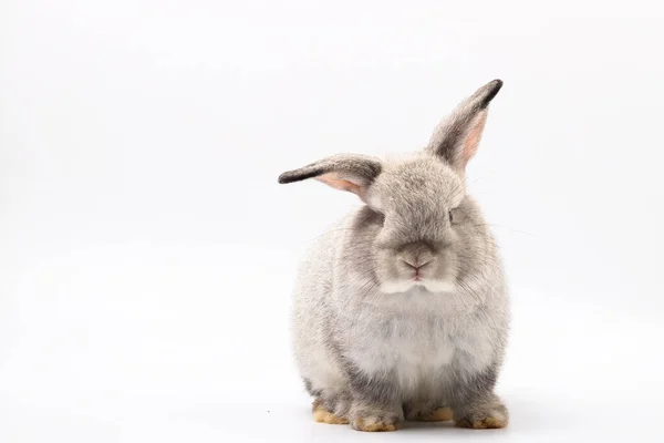Маленький Серый Кролик Сидит Белом Фоне — стоковое фото