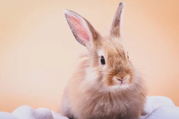 Симпатичный Маленький Кролик Сидит Белой Ткани Оранжевый Фон — стоковое фото