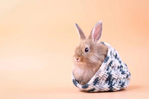 这只可爱的小兔子躲在一顶白色灰色针织的帽子里 背景是橙色的 — 图库照片