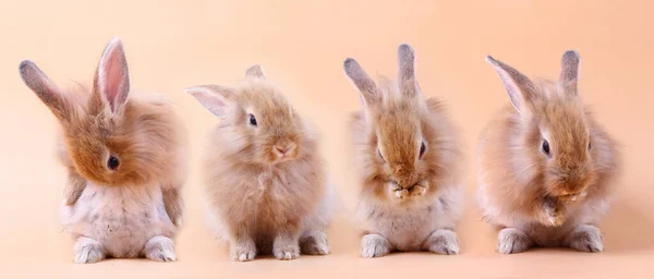 Милых Маленьких Кролика Стоят Оранжевом Фоне — стоковое фото