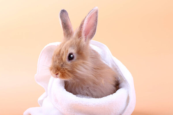 Cute little rabbit White cloth blanket, orange backdrop