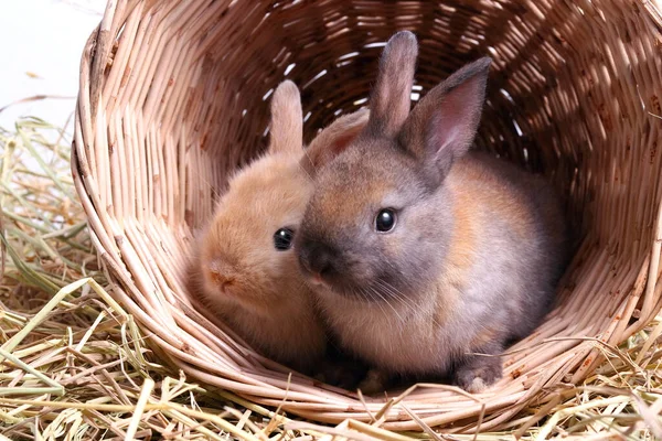 Two Cute Little Rabbits Play Mischievously Baskets Wood Straw — Stock Photo, Image