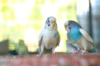 Bir kafeste iki kuş Çözüm bulamıyor