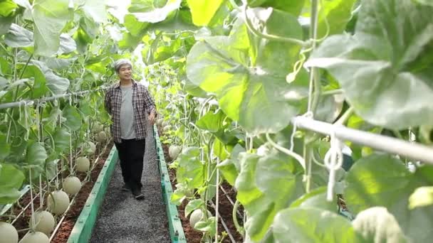 Asian Male Farmers Inspect Melons Large Greenhouses Use Modern Technology — Stock Video