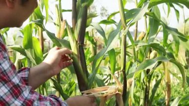Asyalı çiftçiler modern tarım yapıyor, kentsel binalarda çatılarda organik mısır yetiştiriyorlar. Çatı katı Sebze Bahçesi Güneşten gelen ısıyı azaltır. Organik yiyecekler