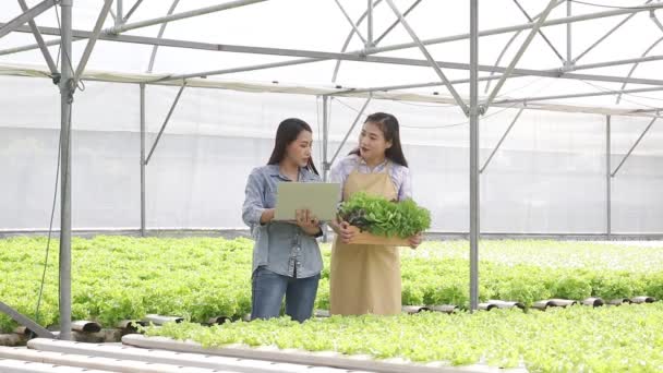 Dos Mujeres Asiáticas Cultivan Vegetales Hidropónicos Invernadero Inspección Calidad Los — Vídeo de stock