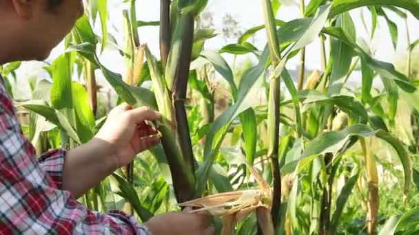 Los Agricultores Asiáticos Practican Agricultura Moderna Cultivando Maíz Orgánico Techos — Vídeos de Stock
