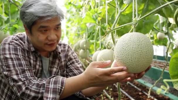 Asiatische Männliche Bauern Bauen Großen Gewächshäusern Melonen Mit Moderner Technologie — Stockvideo