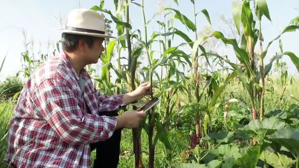 Los Agricultores Asiáticos Practican Agricultura Moderna Cultivando Maíz Orgánico Techos — Vídeos de Stock