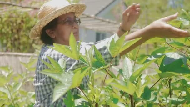 Las Mujeres Mayores Asiáticas Cultivan Verduras Orgánicas Para Cocinar Casa — Vídeos de Stock