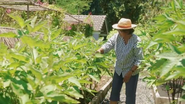 Ασιάτισσες Ηλικιωμένες Γυναίκες Καλλιεργούν Βιολογικά Λαχανικά Για Μαγειρέψουν Στο Σπίτι — Αρχείο Βίντεο