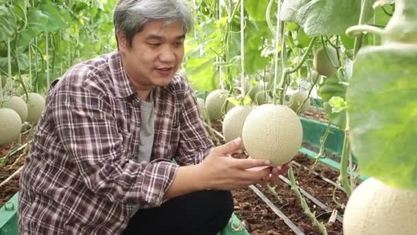 亚洲男性农民在温室里种瓜子 获取高质量的产品 使用现代耕作技术的概念 — 图库视频影像