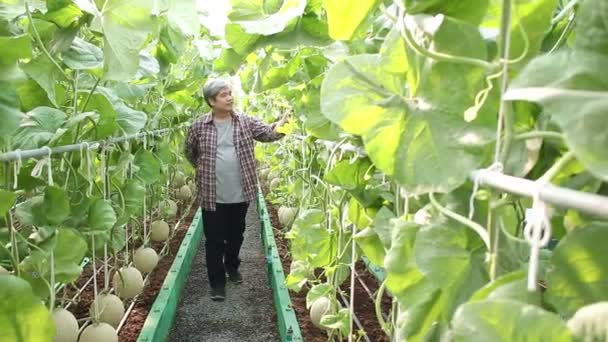 Los Agricultores Masculinos Asiáticos Cultivan Melones Invernaderos Obtener Productos Calidad — Vídeo de stock