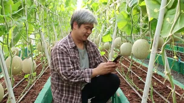 Los Agricultores Masculinos Asiáticos Cultivan Melones Invernaderos Obtener Productos Calidad — Vídeos de Stock