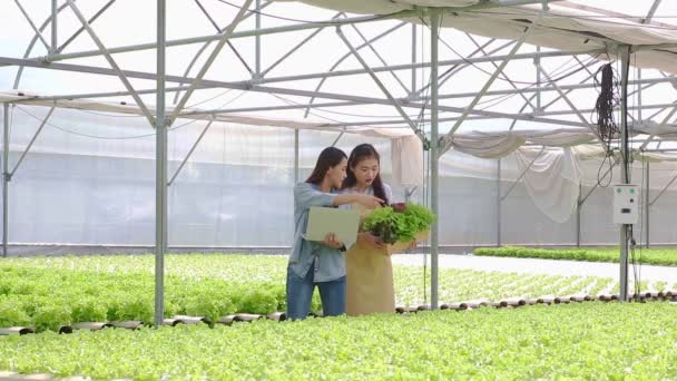 Dos Agricultoras Asiáticas Hidroponía Horticultura Ayudar Comprobar Calidad Los Productos — Vídeos de Stock