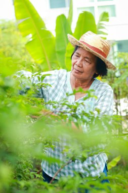 Mutlu Asyalı yaşlı kadın bir bahçe yapar ve eve ağaç diker. Covid-19 'u engelle. Yaşlılar için sağlık hizmetleri kavramları, emeklilikten sonraki yaşam.
