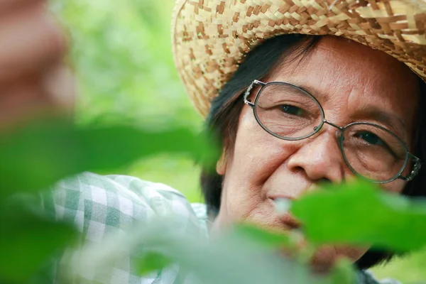 Asian elderly woman wearing eyeglasses She grows organic vegetables to eat at home. She is collecting vegetables for cooking. Food security concept during coronavirus pandemic, elderly gardening