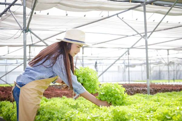 Ázsiai Női Farmer Hidroponikus Gazdálkodás Saláta Zöldeket Gyűjt Hogy Eladja — Stock Fotó