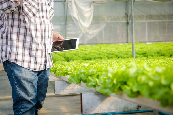 Los Agricultores Masculinos Asiáticos Cultivan Lechuga Hidropónica Sin Suelo Invernaderos —  Fotos de Stock