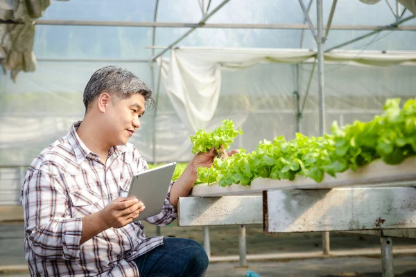 Los Agricultores Masculinos Asiáticos Cultivan Lechuga Hidropónica Sin Suelo Invernaderos —  Fotos de Stock