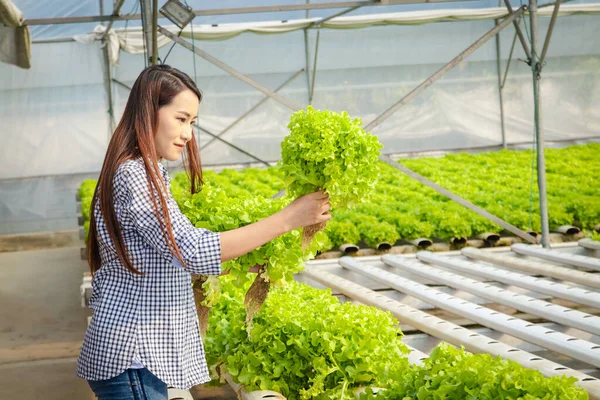 Asian woman farmer grows soilless hydroponics lettuce in greenhouses. She holds vegetables and checks the produce. The concept of farming to grow vegetables as food. using modern technology