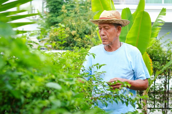 Šťastný Asijský Starší Muž Zahradnictví Výsadba Stromů Doma Sociální Vzdálenost — Stock fotografie