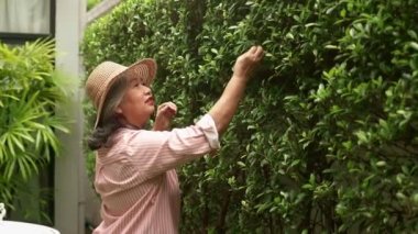 Gülümseyen Asyalı yaşlı kadın bahçede olduğu için mutlu. Her zaman yürüyüş yapar, ağaçlarla ilgilenir ve güzel olmak için yapraklarla ilgilenir. Emeklilik ve sağlık hizmetlerinde yaşama kavramı