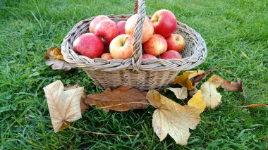 Çimlerin üzerinde elma sepeti