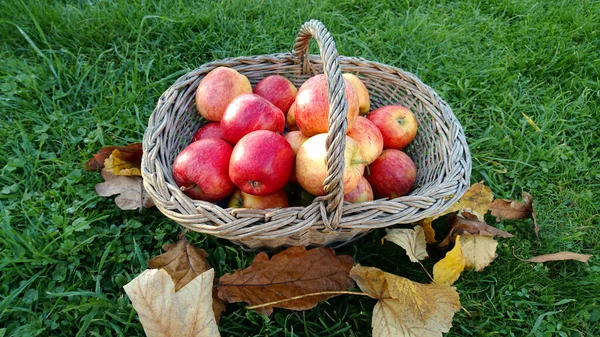 basket of apples on grass