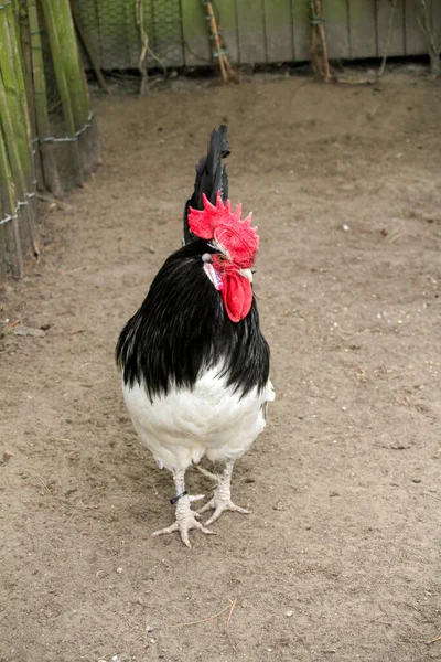 Schwarz Weißer Hahn Einer Voliere — Stockfoto