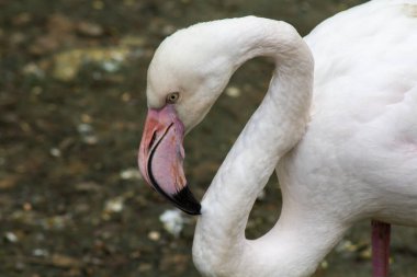 Suda pembe flamingo