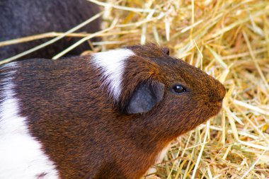 Samanlıkta kobay faresi