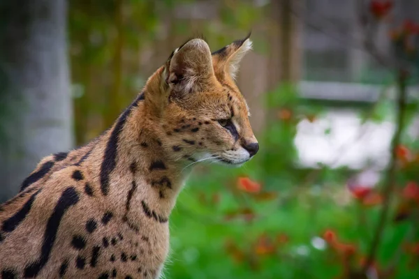 Zblízka Mladý Ocelot — Stock fotografie