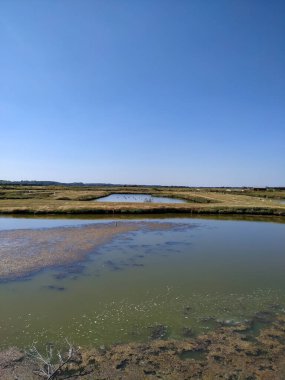 Yazın nehrin manzarası