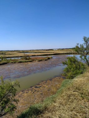 Yazın nehrin manzarası