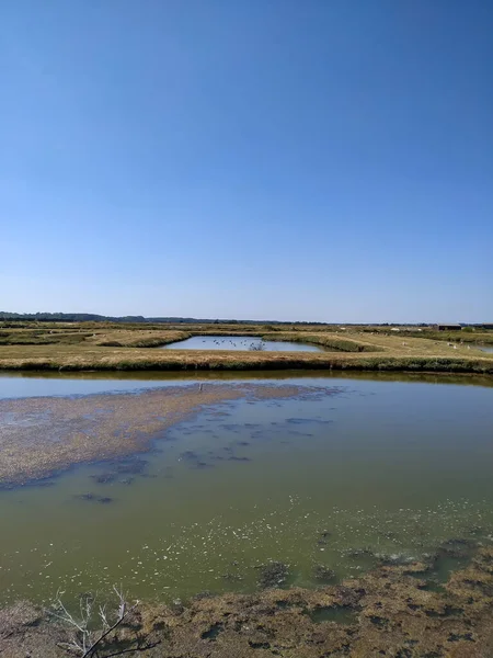 Yazın nehrin manzarası