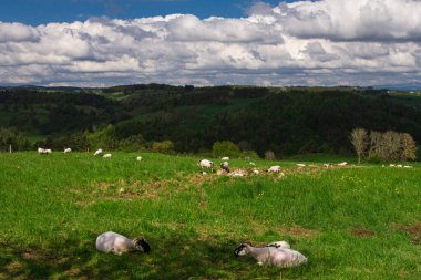Dağlardaki çayırlarda otlayan inekler.